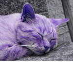 SMUG CATSSSSSSSSSSSSSSSSSS