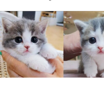 The official cat fan group