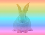 Colour bunny
