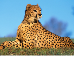 cheetah's only