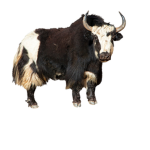 The yak fans