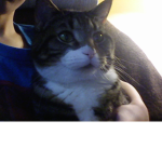 MASTERS of ULTIMATE Cat LEGENDZ