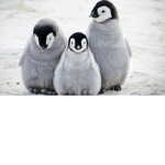 penguin group :DD