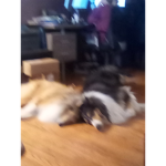 rough collie dog fans!