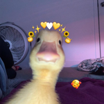 Duckies..