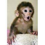 Chicken Monkey!