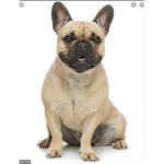 French bull dogs for life ever and ever ever