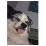 Ur local dog