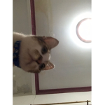 Cats club in the world