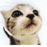 Catty Patty