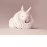 かわいい Bunnies