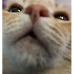 sᴛᴀʀʀʏ ʙᴇᴀʀ !