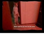 The cat humans