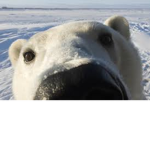 Polar Bear Cult