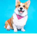 Baby corgi group besties
