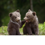 My Beautiful Bears