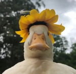duckiess_