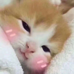 whisker