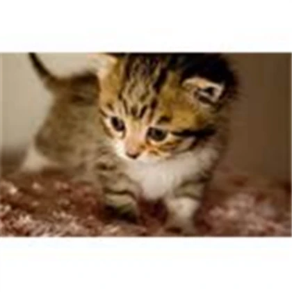 cute cat