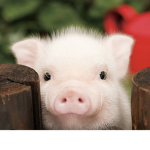 Pig Domes