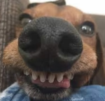 Dacallp