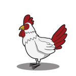 Chicken's clothes