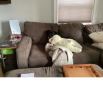 I love my pet dog