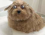ḍ