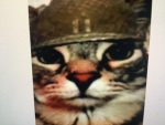 THE MAFIA CATS club