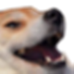 legendarydogekek