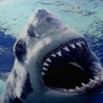 Survive a Shark Attack *NEW!*