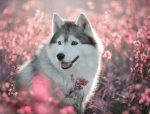 Dogs and huskys