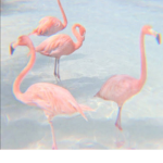 Flamingo Style<3
