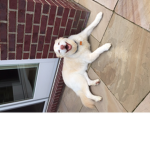 DOGGY DOGGY DOGGY