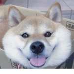 group that i made to genuinely make you happy