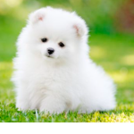 The Puppy Squad of Cuteness!