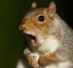 Home of the Squirrels