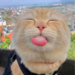Cheeen