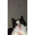 SUPERCHEESECAT