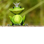 Frog Gang Offical