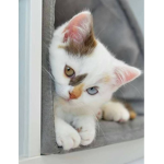 Cats Side