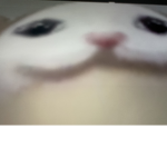 Popcat club Popcats only