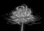 Licht demise