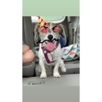 Piper The Dog Fan Club