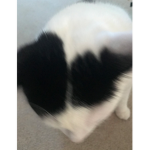 If you like cats, join this group.