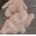Aesthetic chunky bunnys
