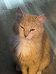 Catty group
