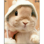 My Little Bunnies)