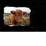 Cow club fam