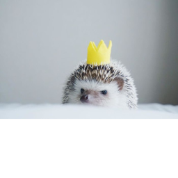 hedgehog city